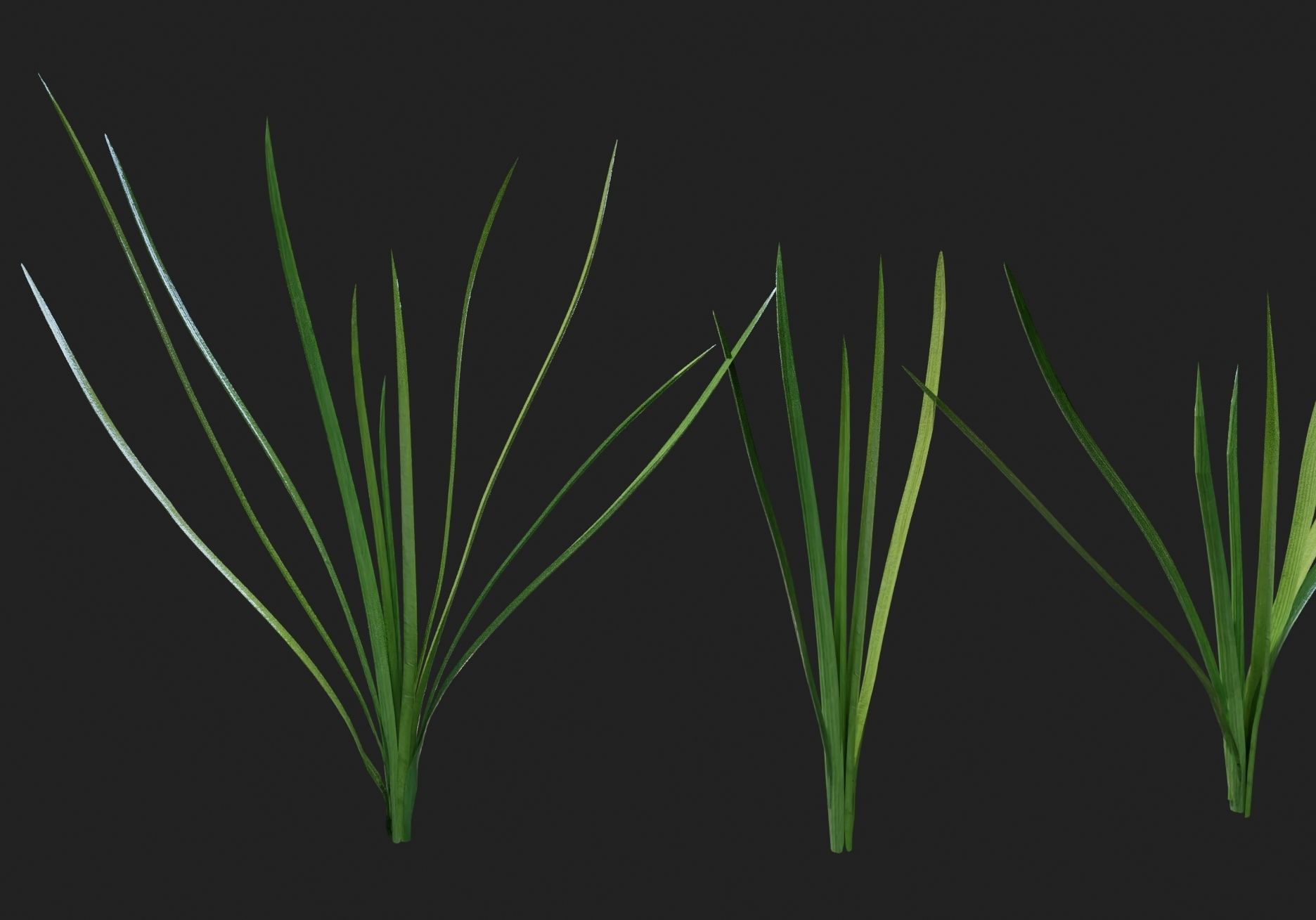 jiucai Free 3D model_1