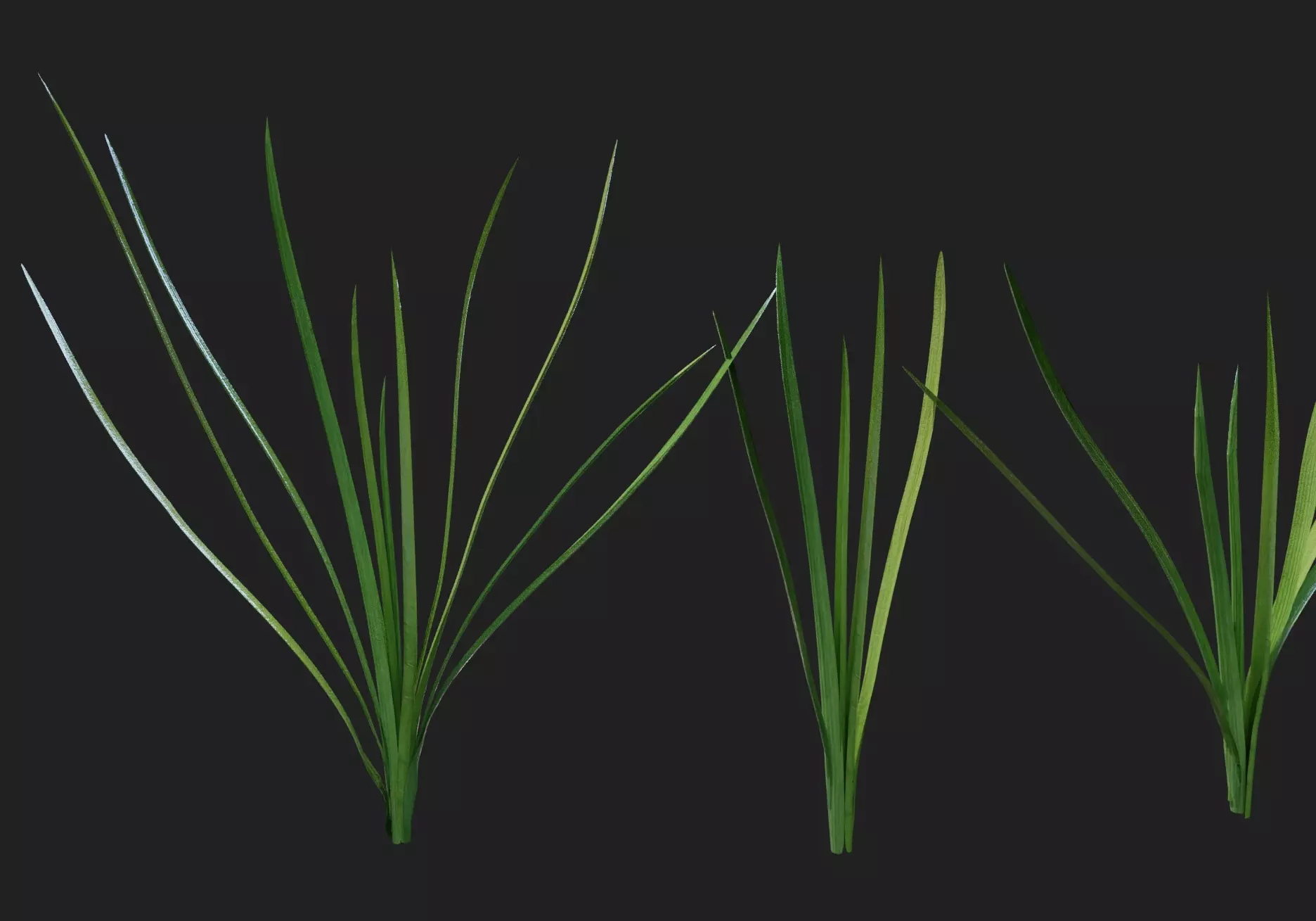 jiucai Free 3D model_0