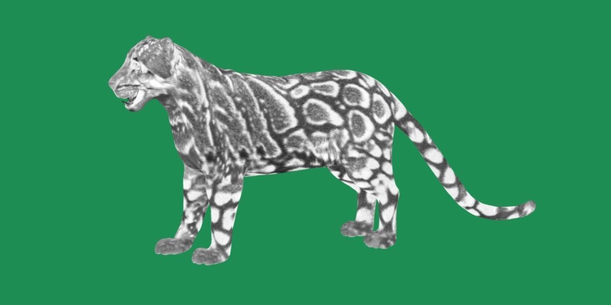 Clouded Leopard Wild Cat 3D model_11
