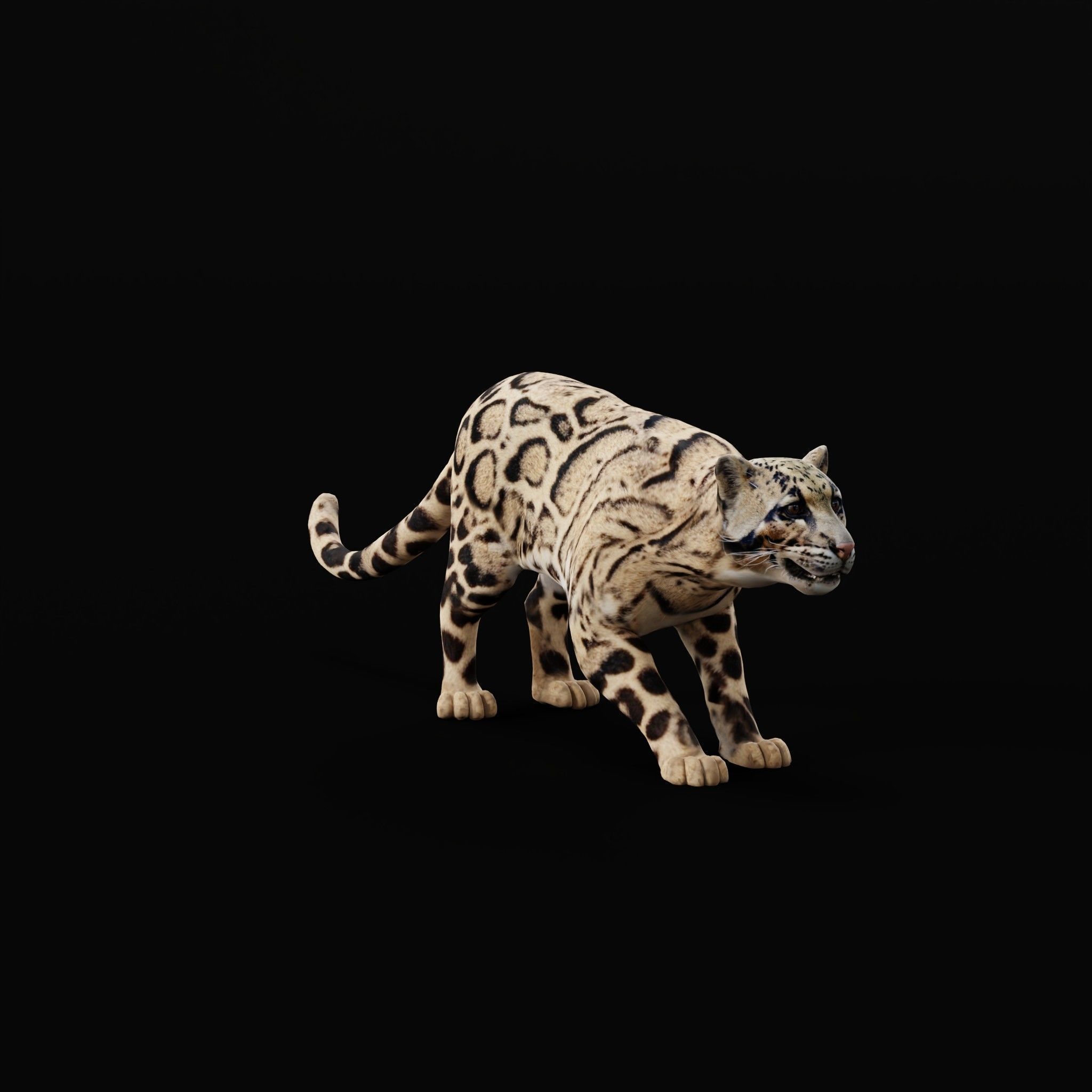 Clouded Leopard Wild Cat 3D model_8