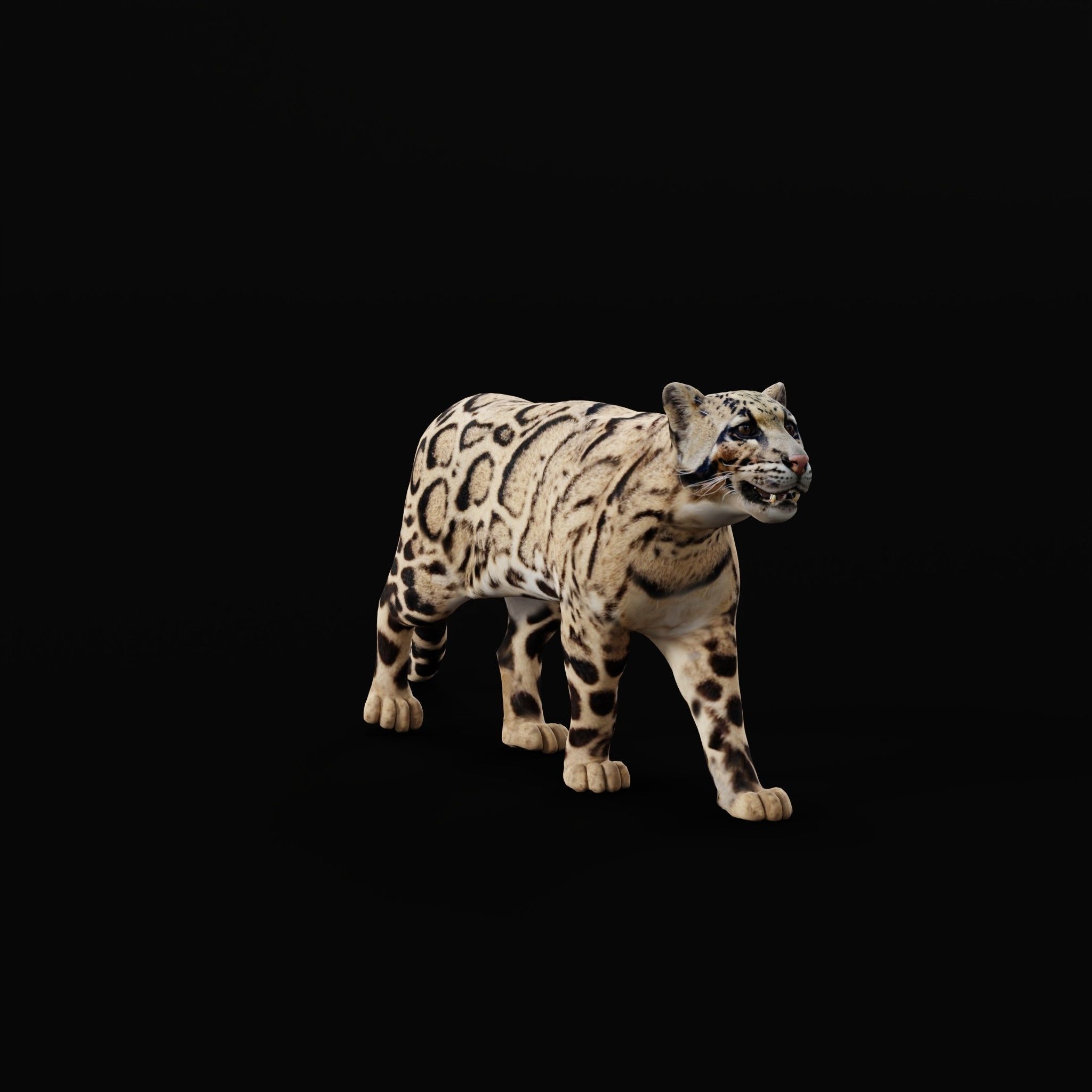Clouded Leopard Wild Cat 3D model_6