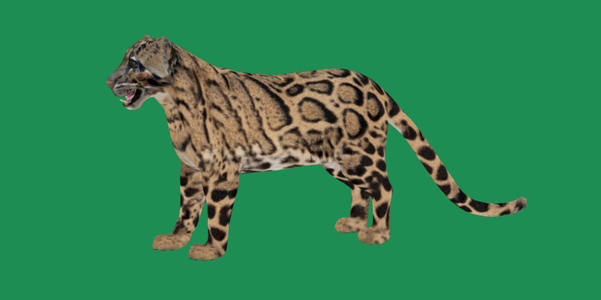 Clouded Leopard Wild Cat 3D model_27