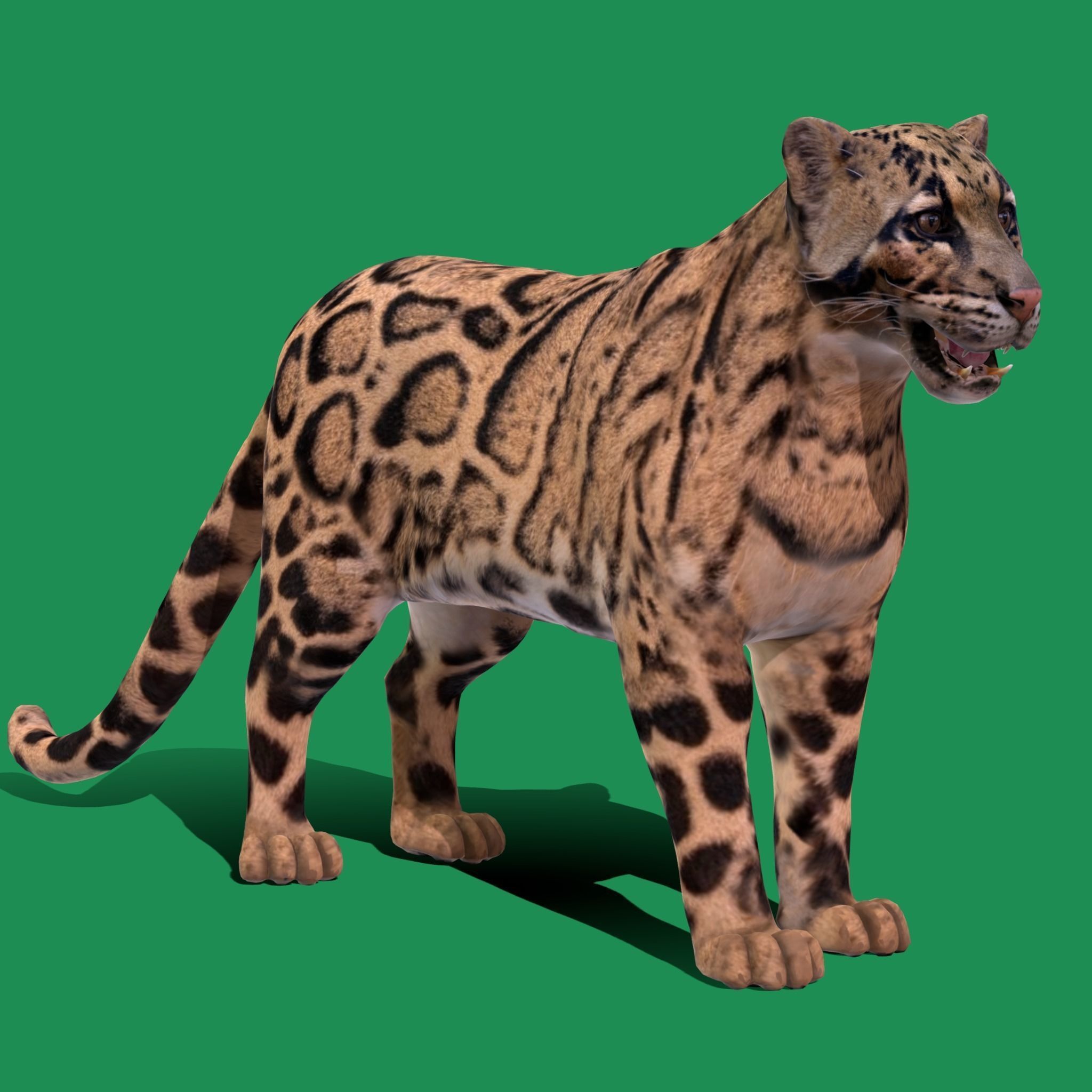 Clouded Leopard Wild Cat 3D model_20