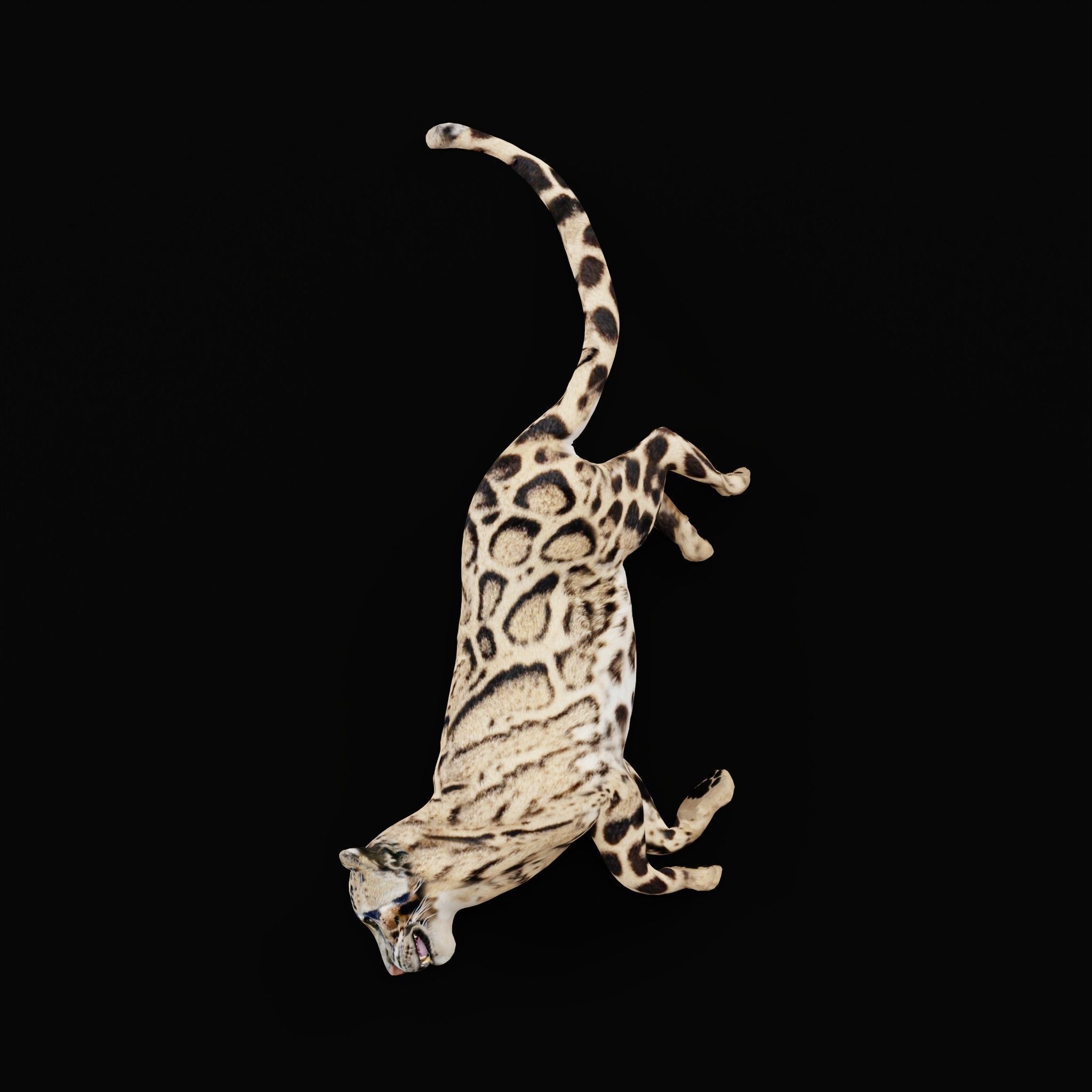 Clouded Leopard Wild Cat 3D model_9