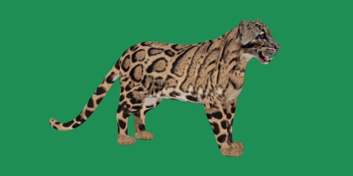 Clouded Leopard Wild Cat 3D model_26