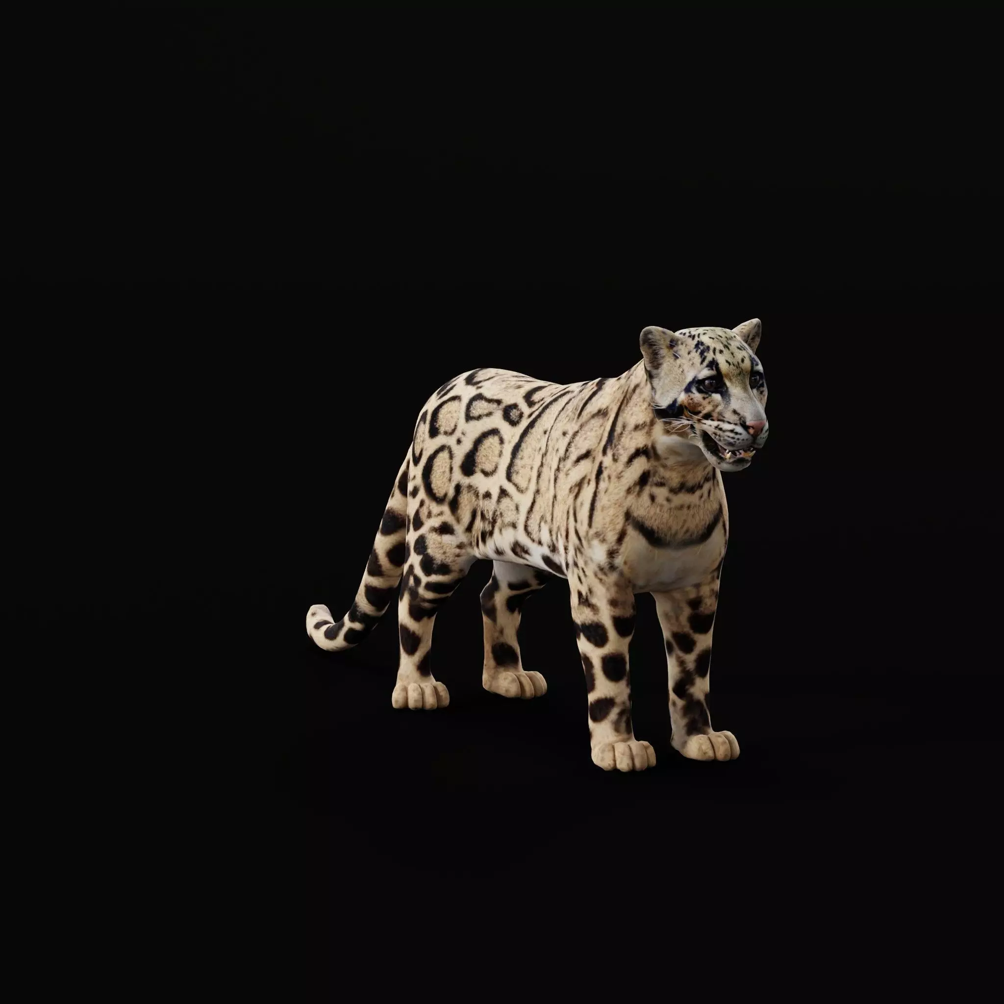 Clouded Leopard Wild Cat 3D model_0