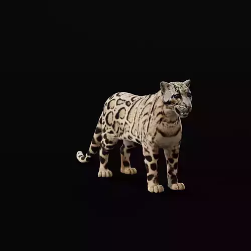 Clouded Leopard Wild Cat 3D model