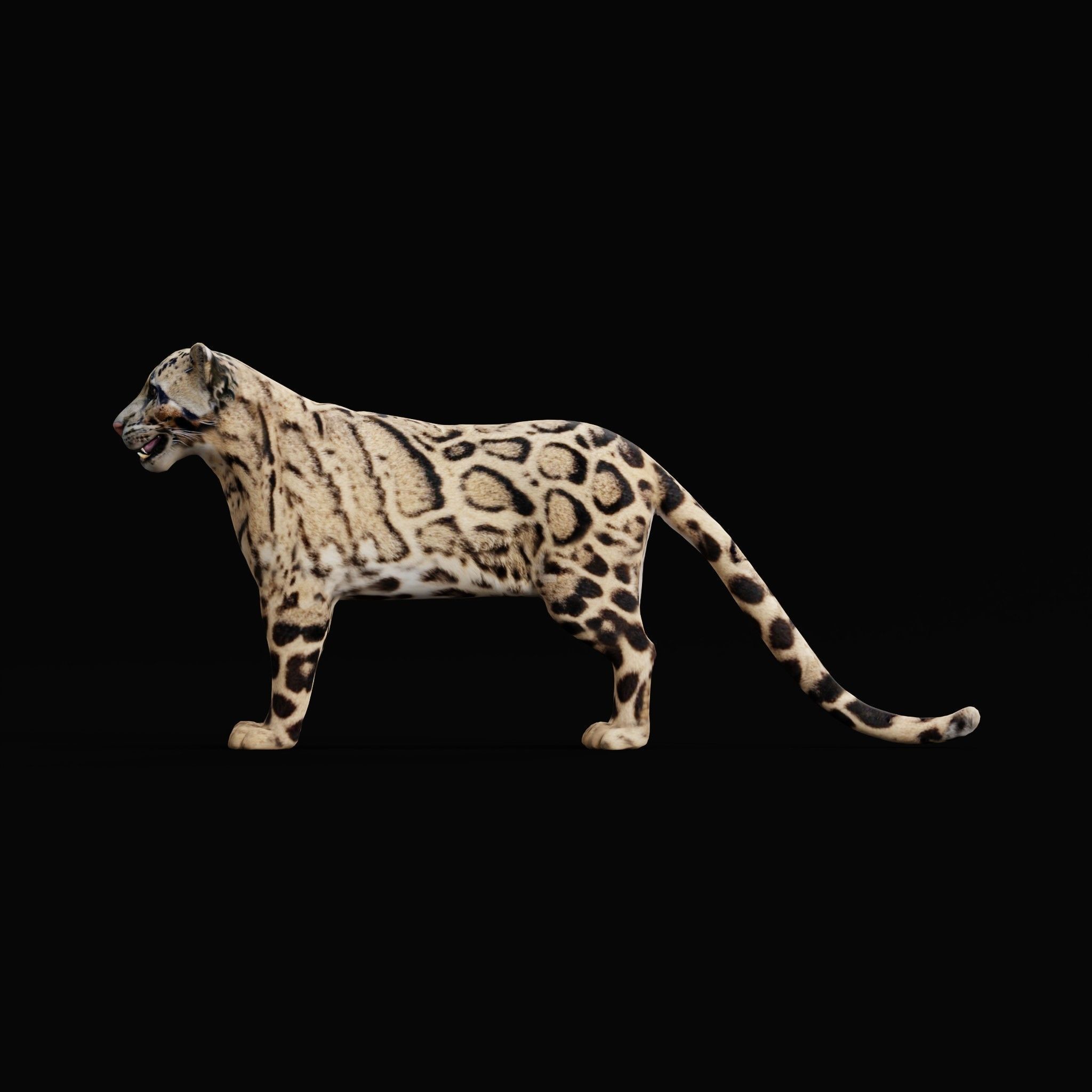 Clouded Leopard Wild Cat 3D model_4