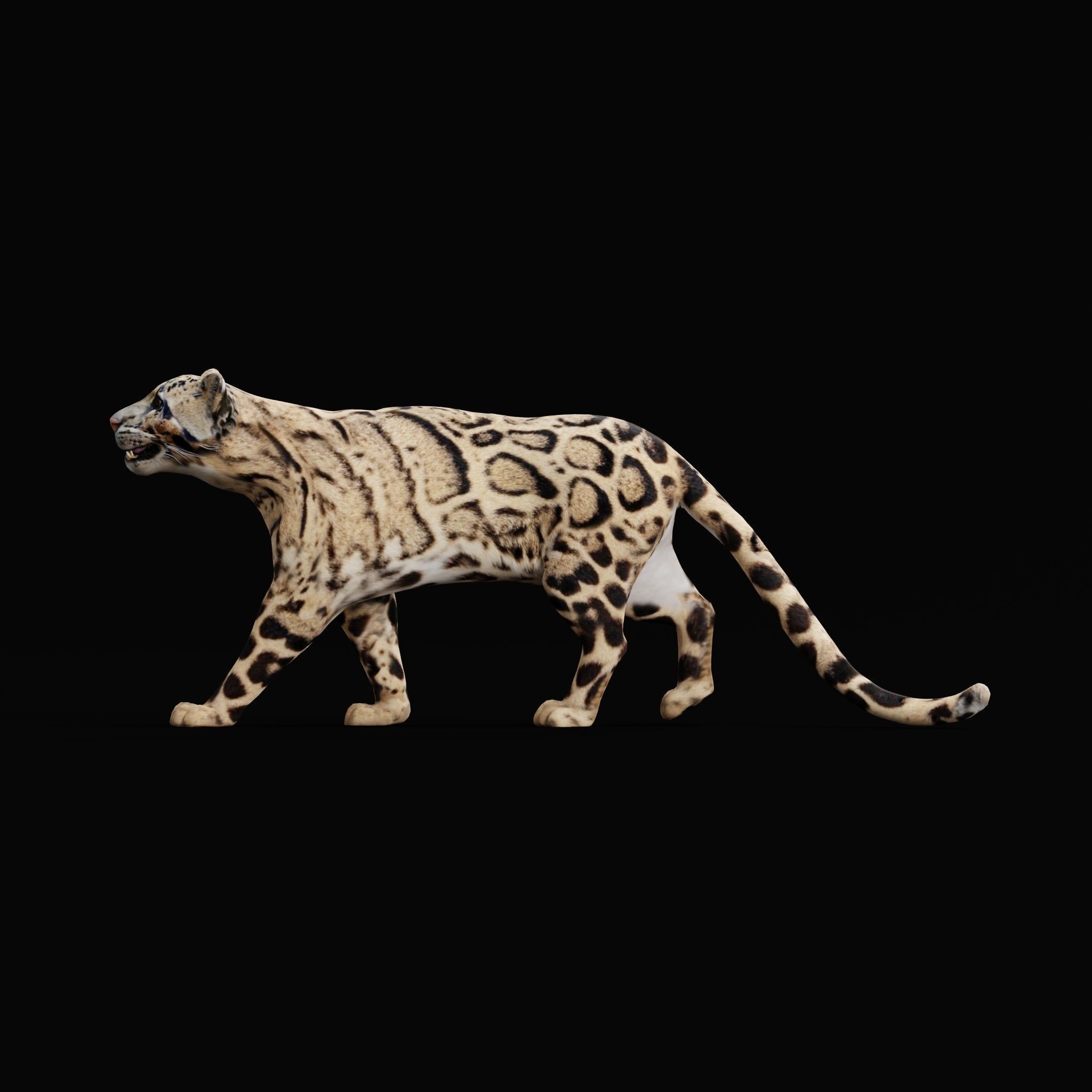 Clouded Leopard Wild Cat 3D model_7