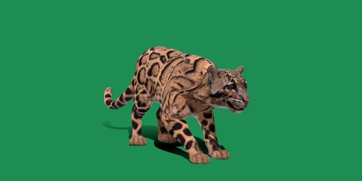 Clouded Leopard Wild Cat 3D model_23