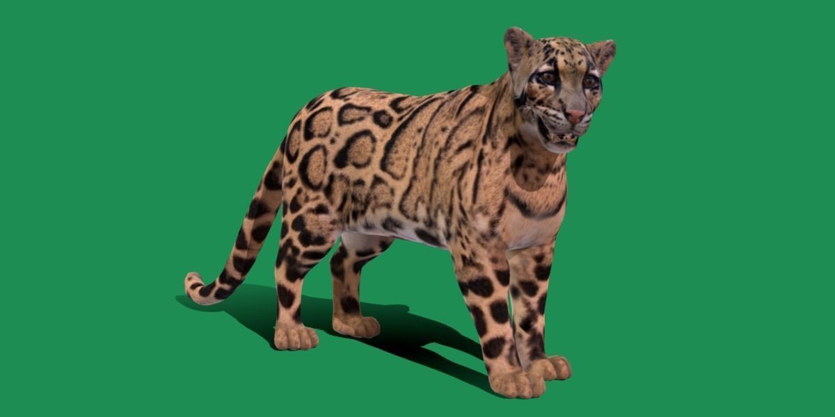 Clouded Leopard Wild Cat 3D model_21