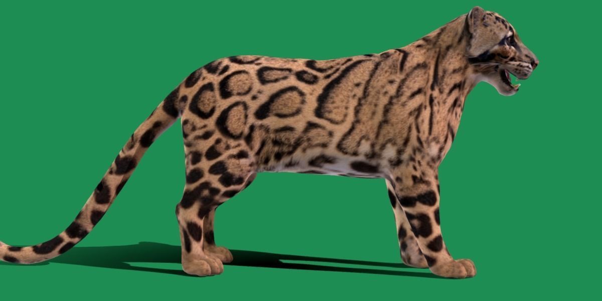 Clouded Leopard Wild Cat 3D model_10
