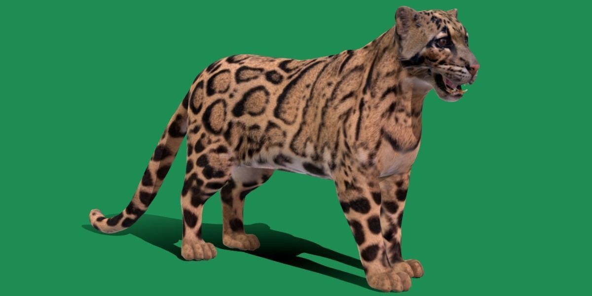 Clouded Leopard Wild Cat 3D model_30