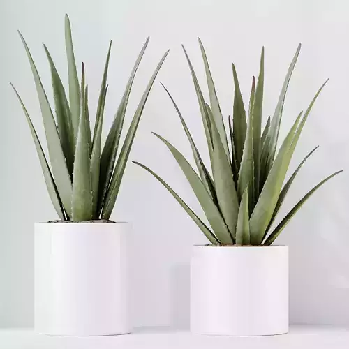 HQ HousePlants Aloe Vera Succulents 3D model