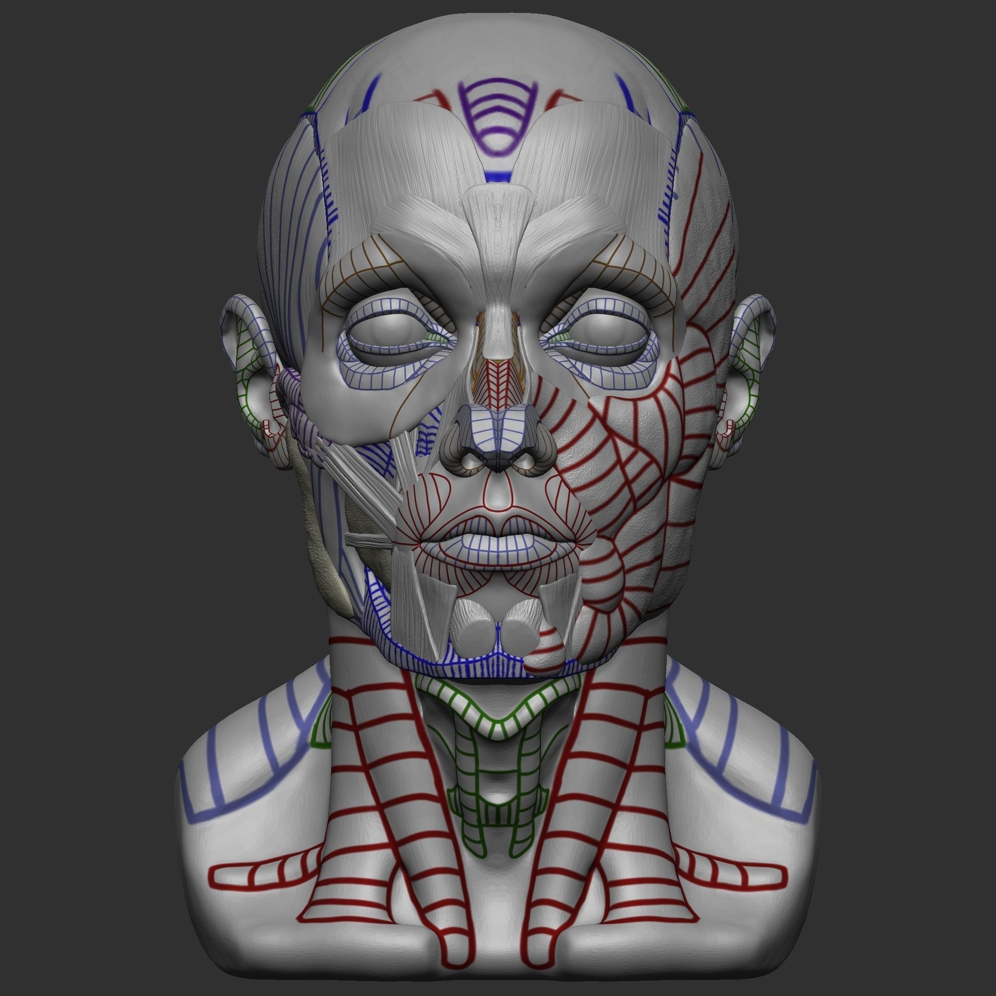 Skull Ecorche 3D model_1