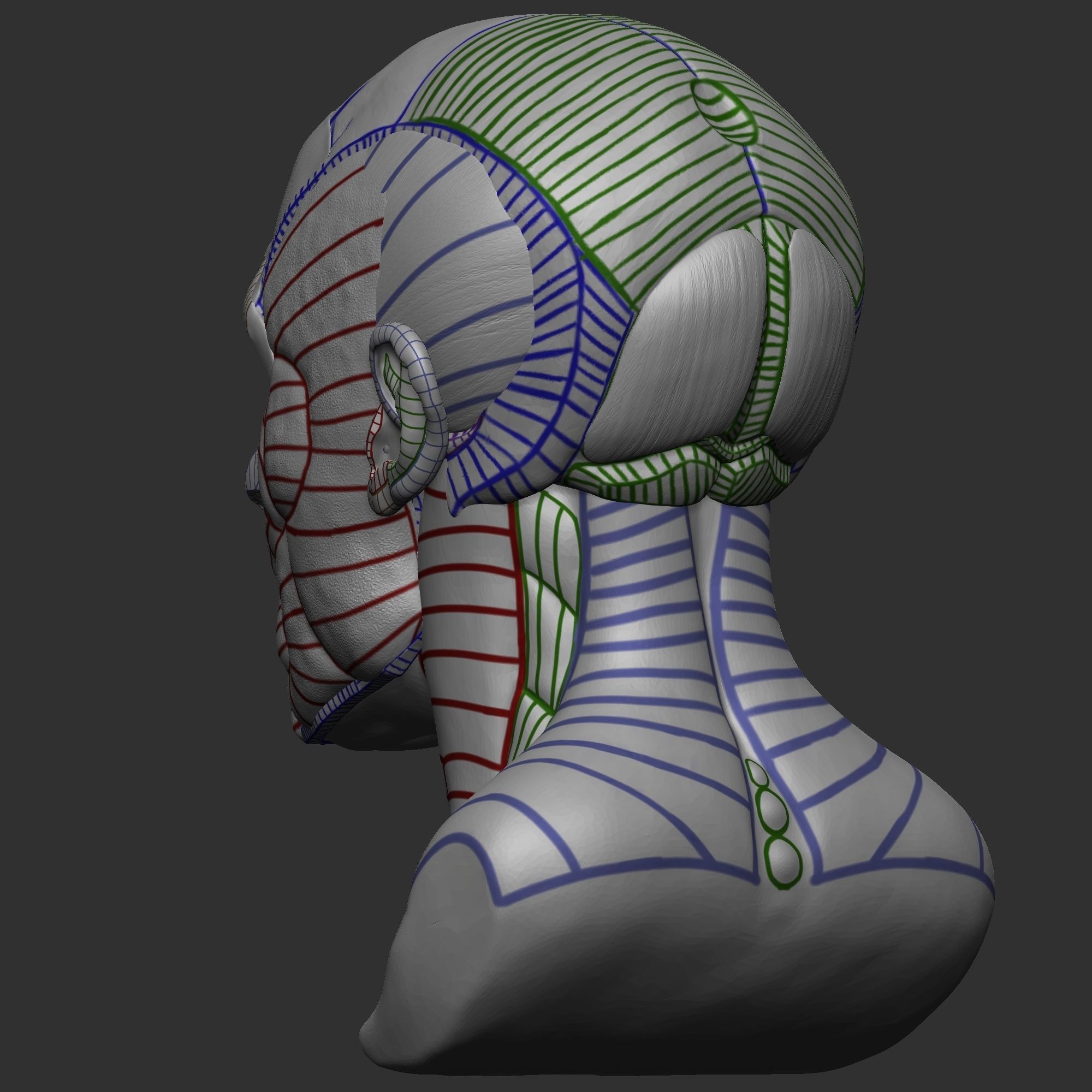 Skull Ecorche 3D model_4