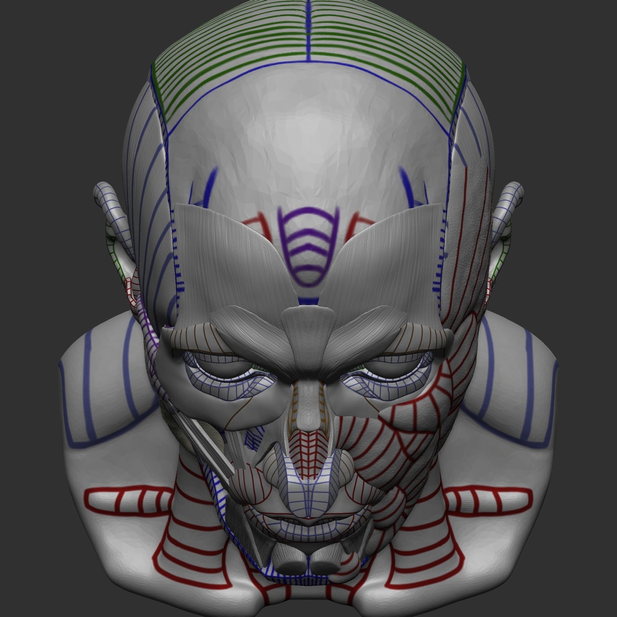 Skull Ecorche 3D model_6