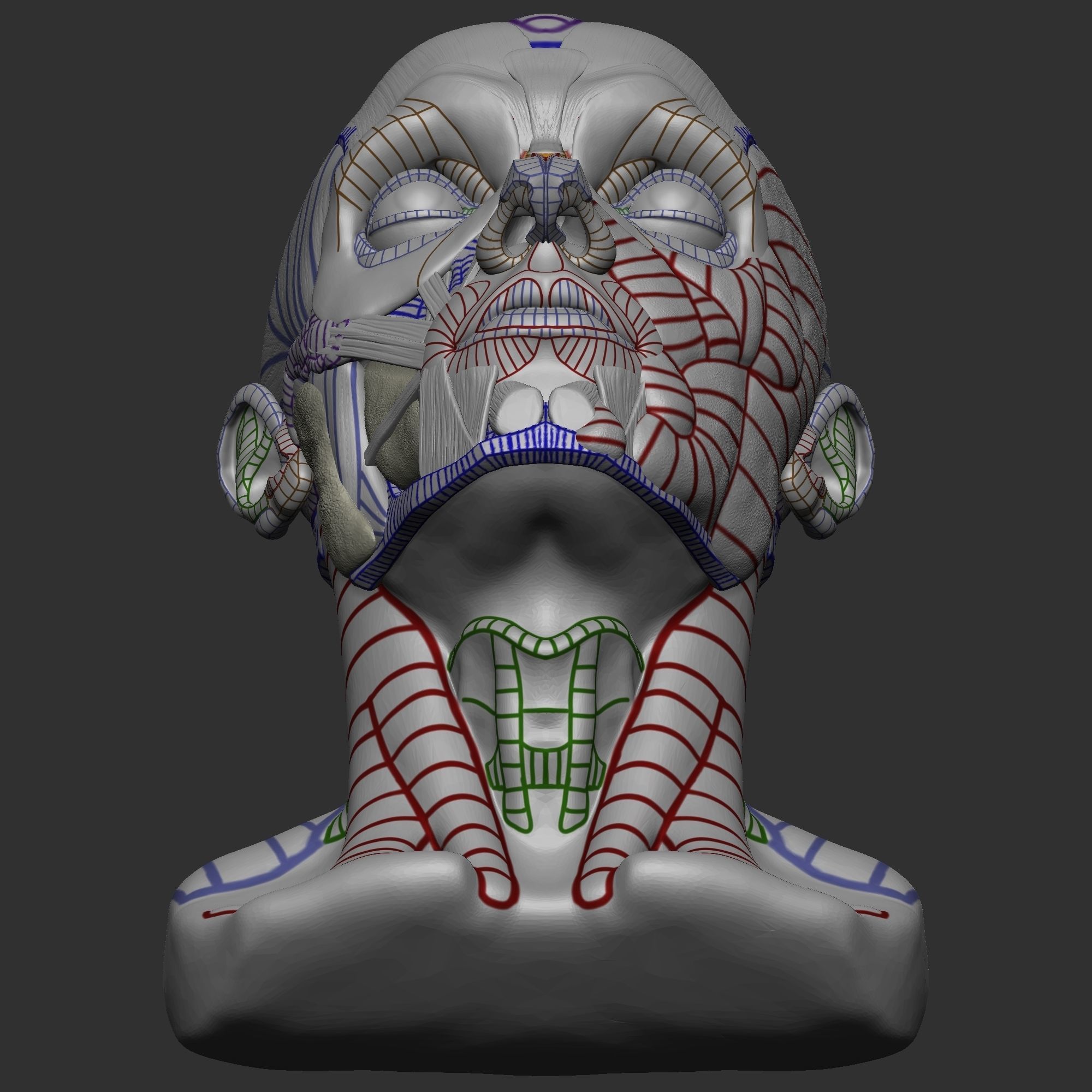 Skull Ecorche 3D model_7