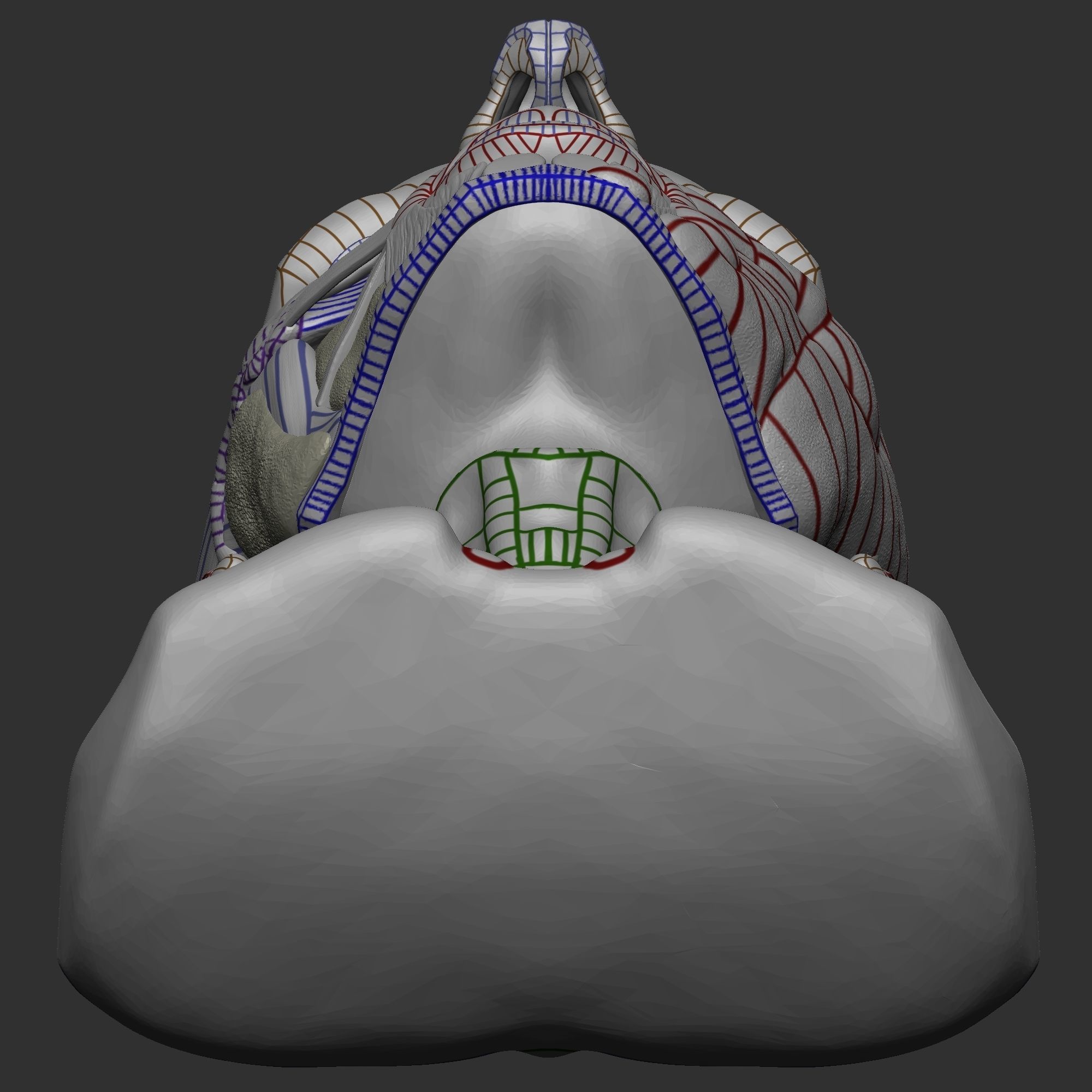 Skull Ecorche 3D model_8