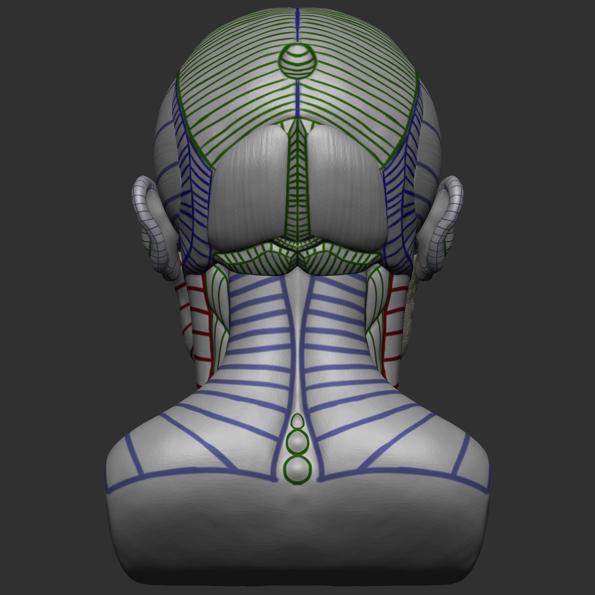 Skull Ecorche 3D model_5