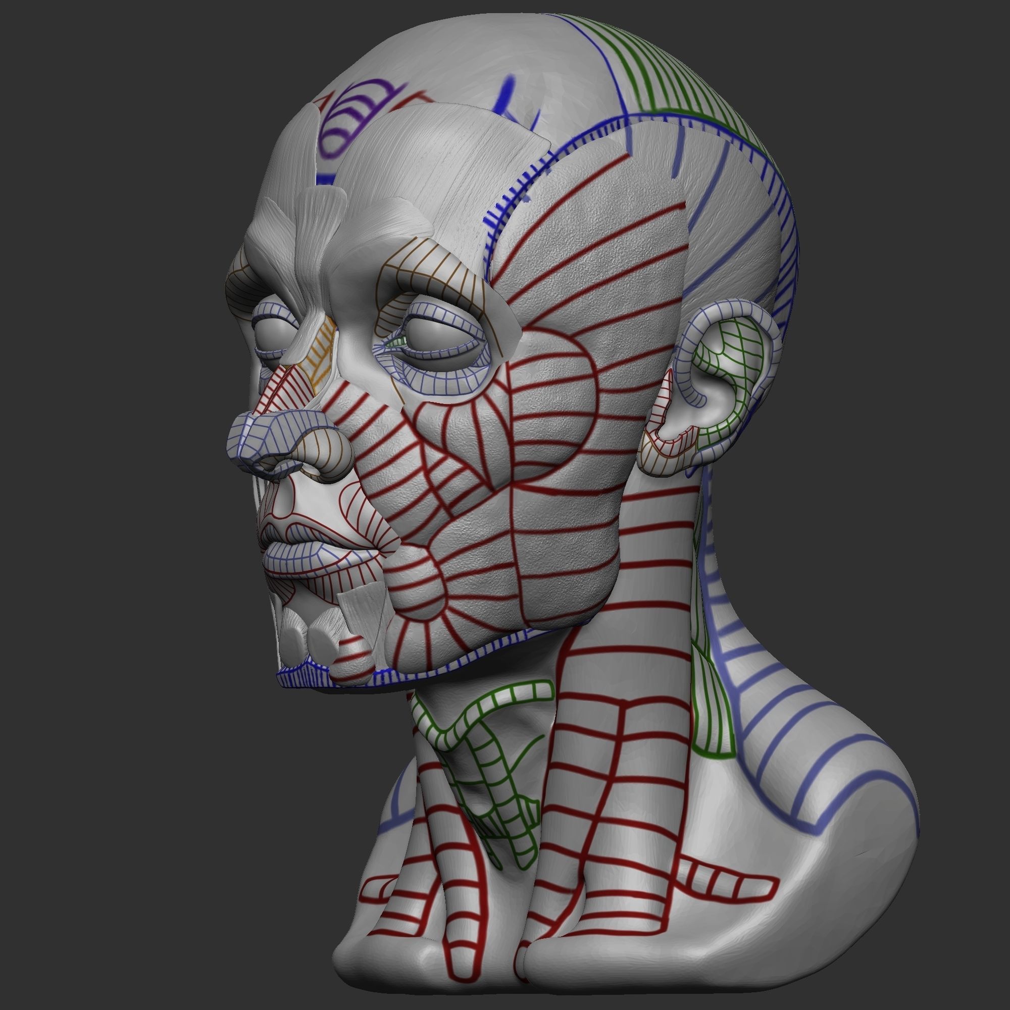 Skull Ecorche 3D model_2