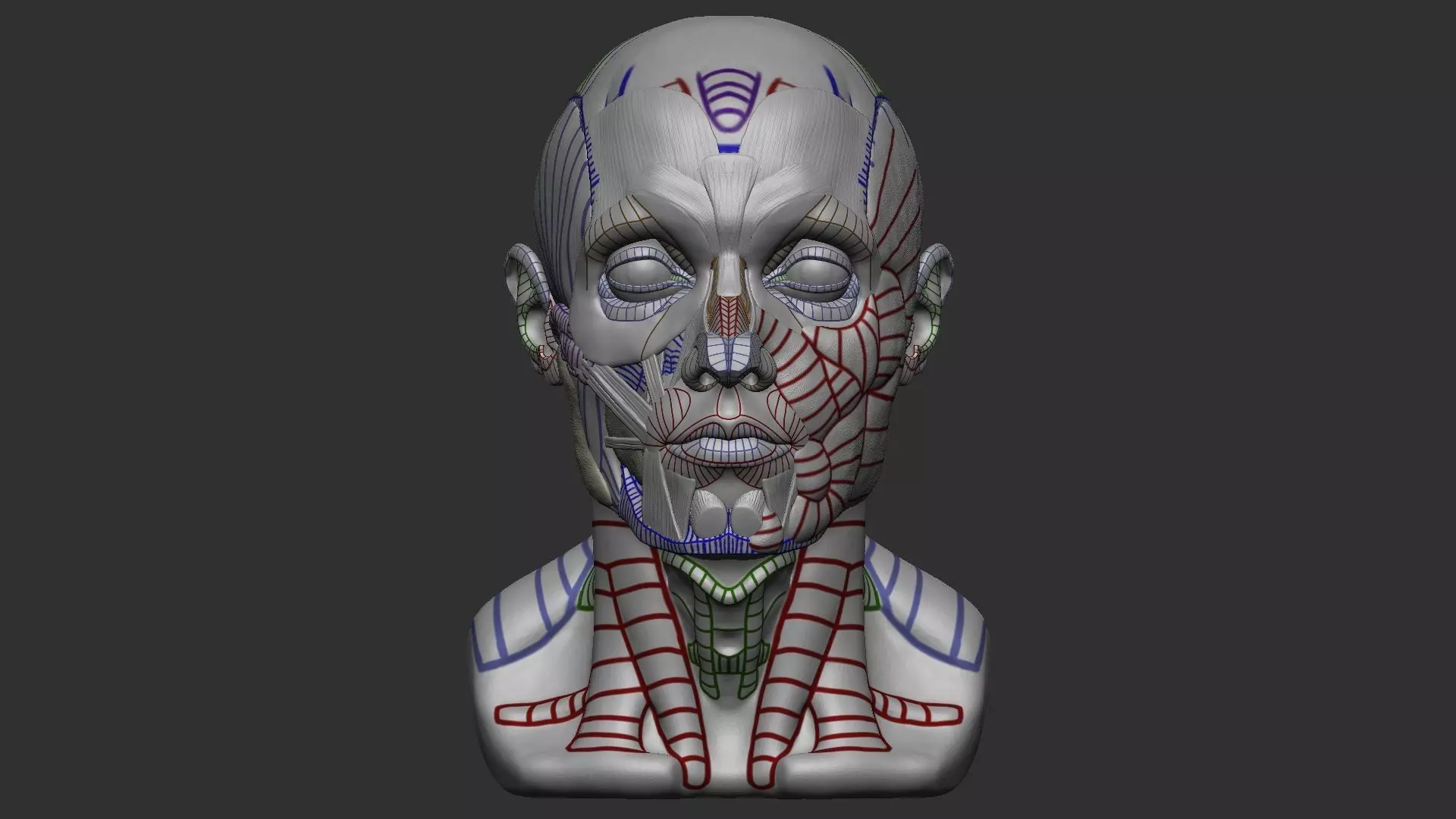 Skull Ecorche 3D model_0