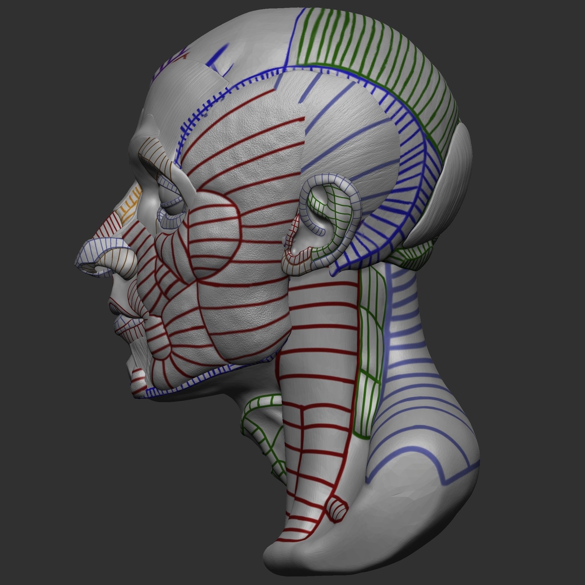 Skull Ecorche 3D model_3