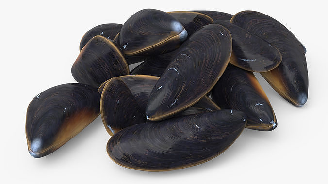 Bunch of Clams 3D model 5