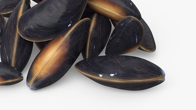 Bunch of Clams 3D model 7