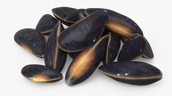 Bunch of Clams 3D model 4