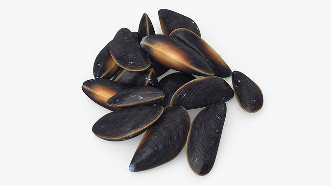 Bunch of Clams 3D model 6
