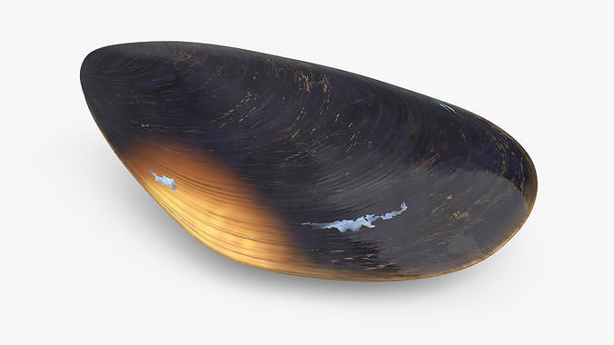 Closed Mussel Shell 3D model 6