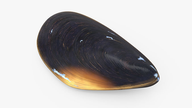 Closed Mussel Shell 3D model 4
