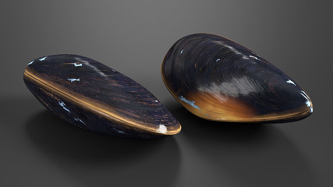 Closed Mussel Shell 3D model 3
