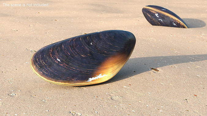Closed Mussel Shell 3D model