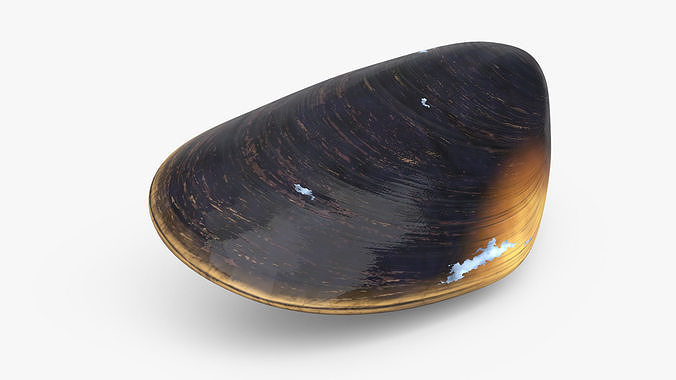Closed Mussel Shell 3D model 5