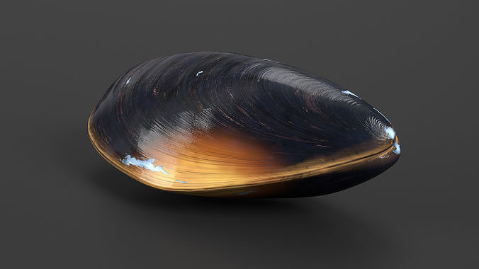 Closed Mussel Shell 3D model 2