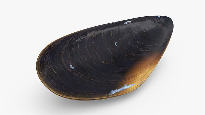 Closed Mussel Shell 3D model 7