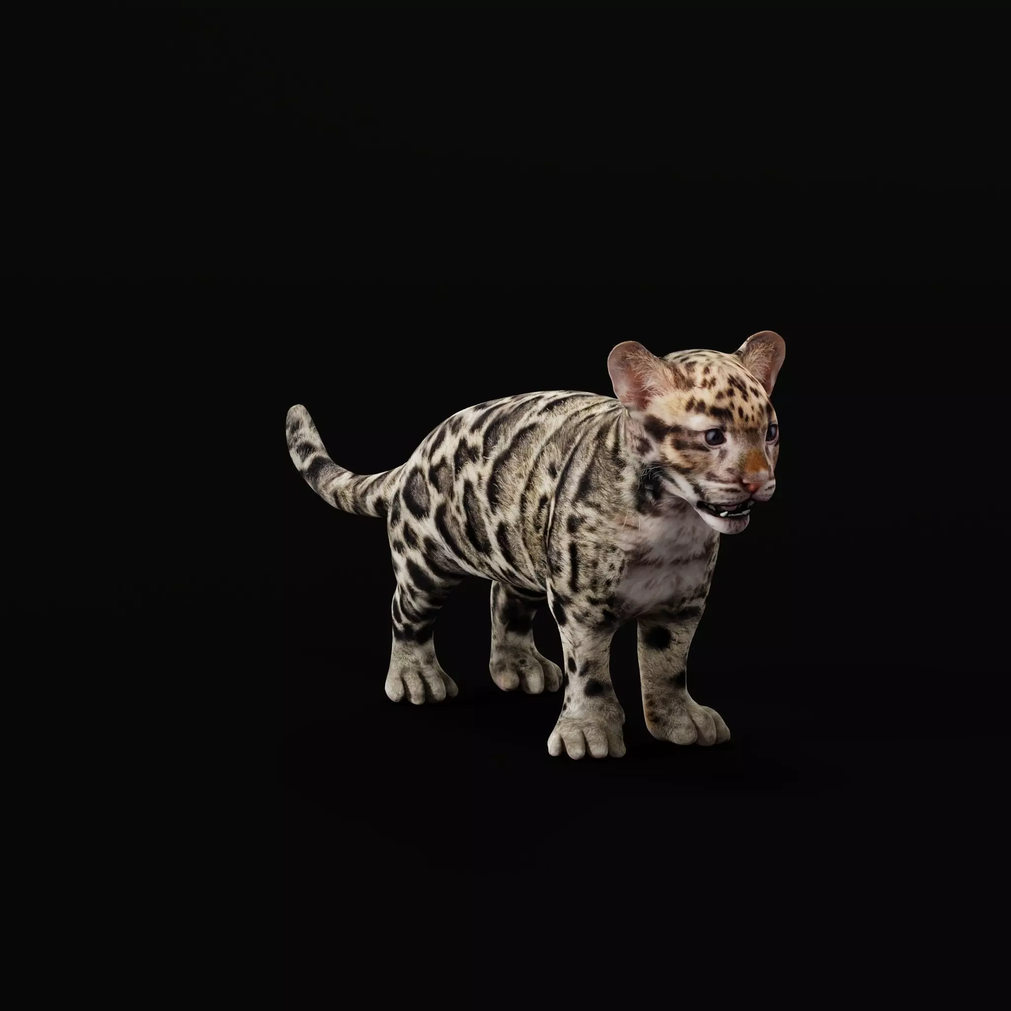 Clouded Leopard Cub Low-poly 3D model_0