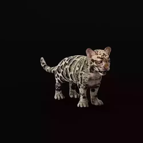 Clouded Leopard Cub Low-poly 3D model