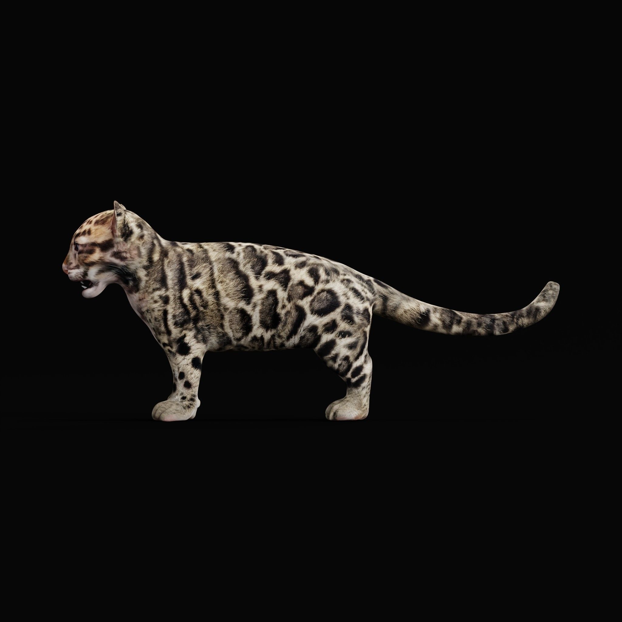 Clouded Leopard Cub Low-poly 3D model_28