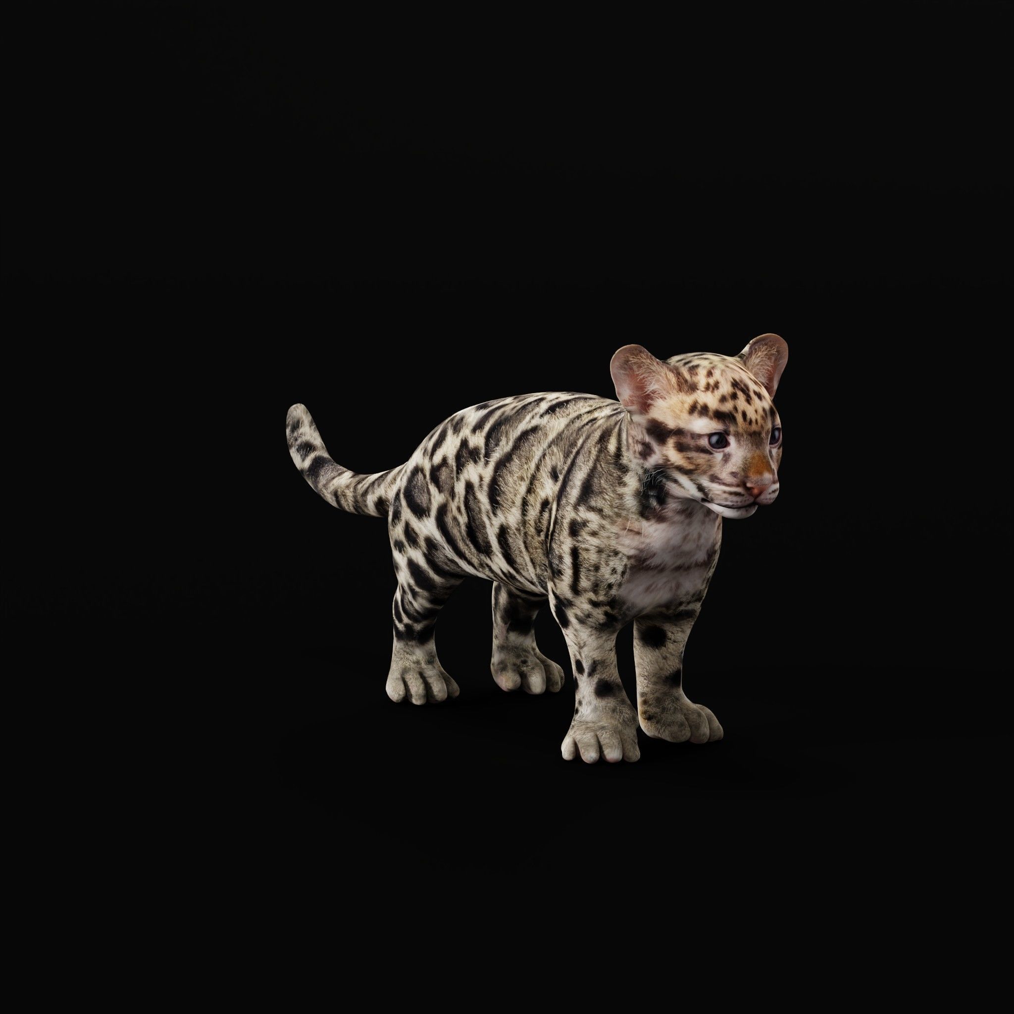 Clouded Leopard Cub Low-poly 3D model_26