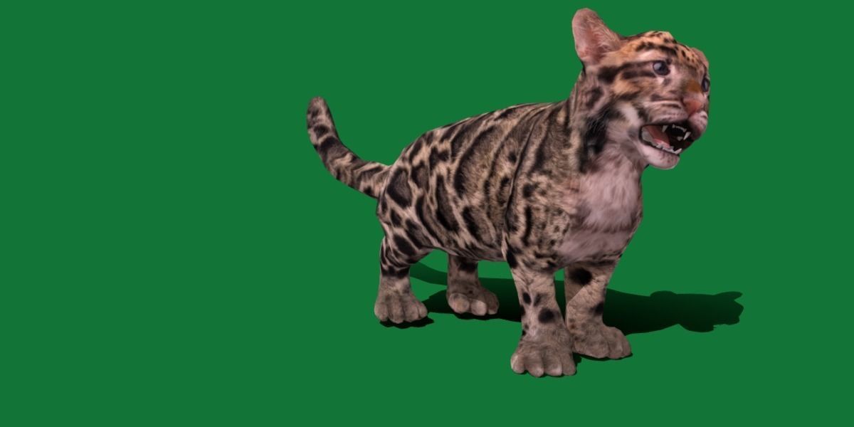 Clouded Leopard Cub Low-poly 3D model_13