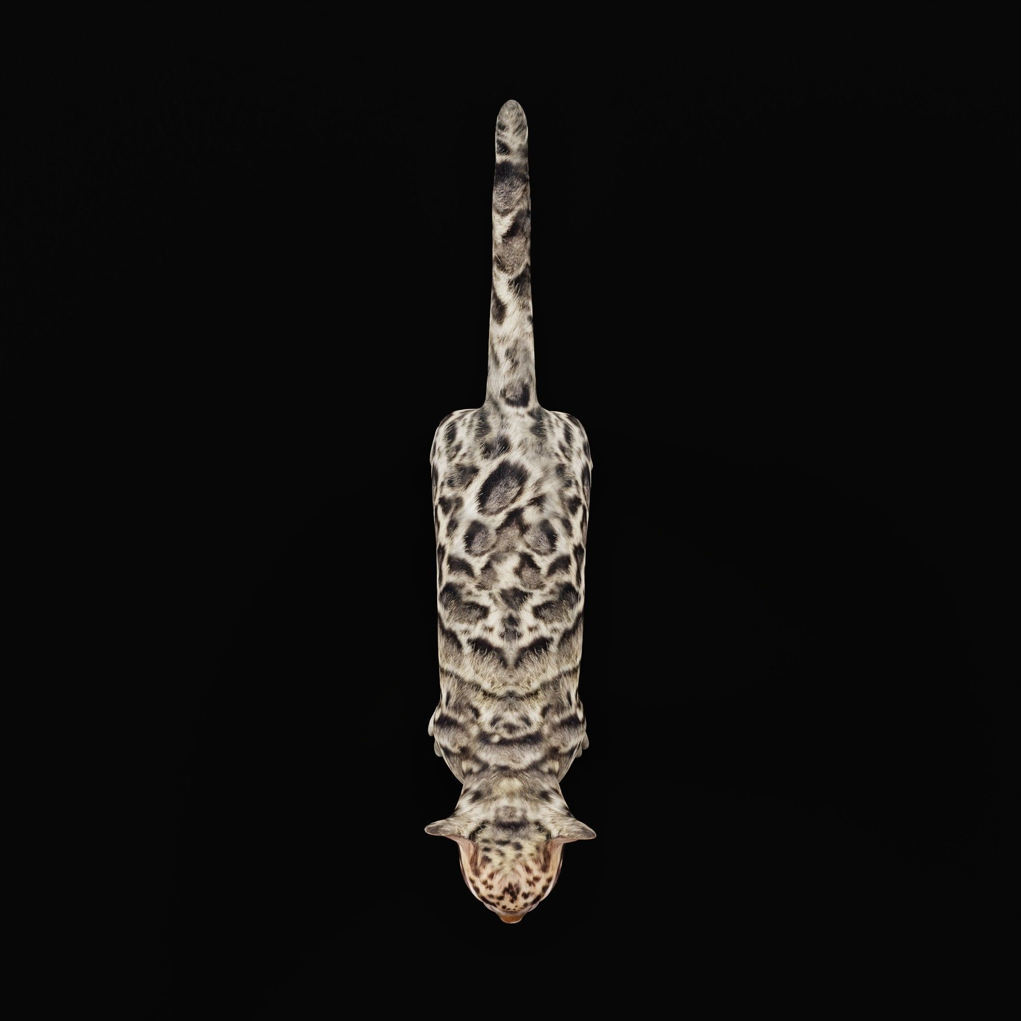 Clouded Leopard Cub Low-poly 3D model_29