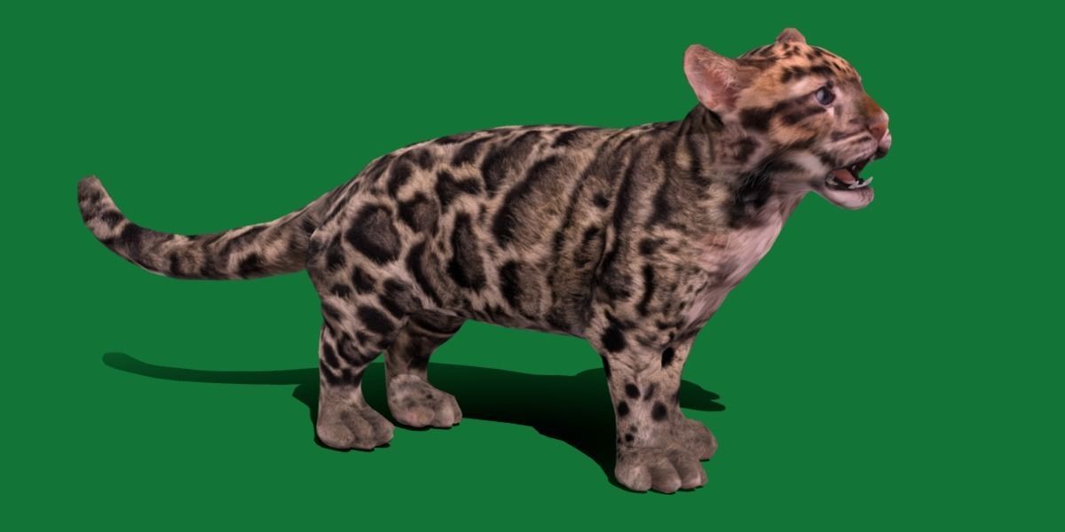 Clouded Leopard Cub Low-poly 3D model_14