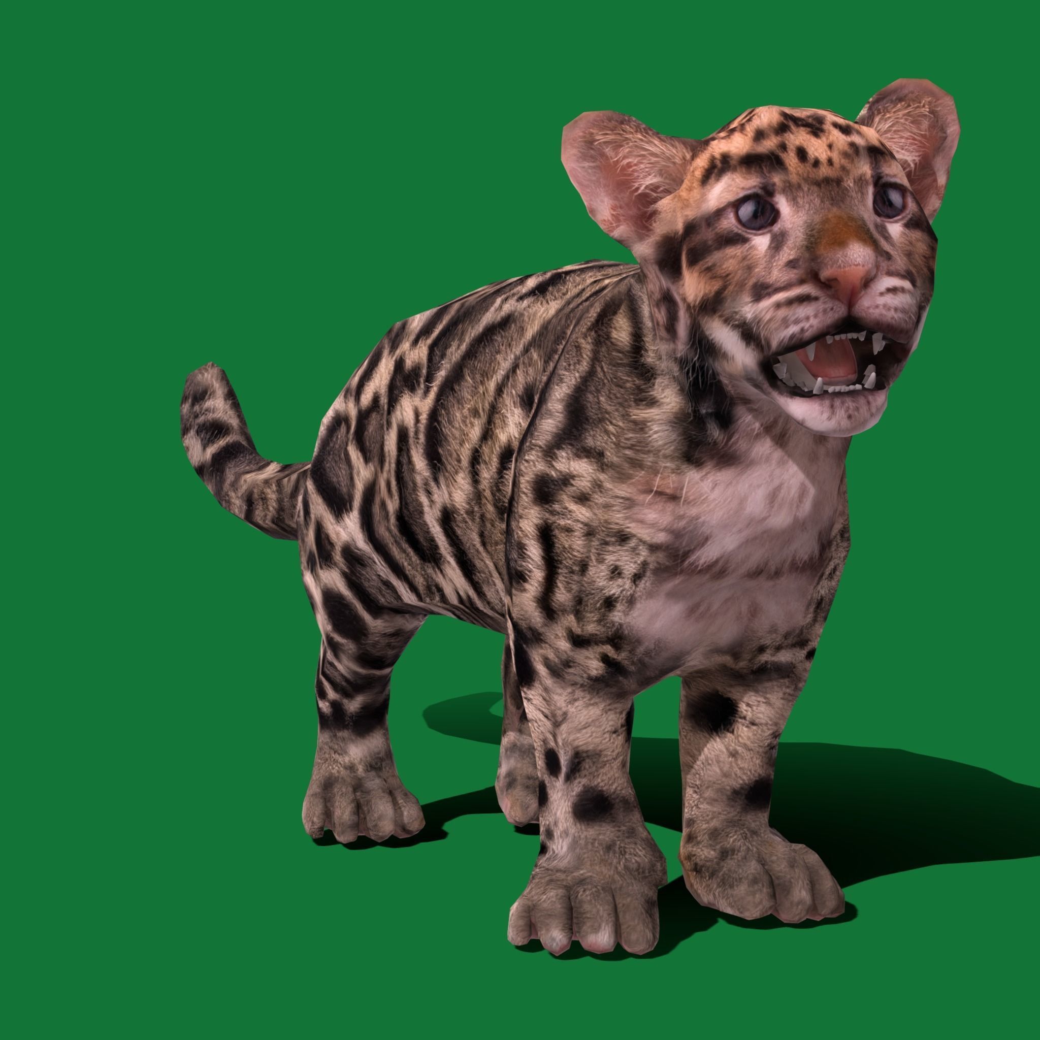 Clouded Leopard Cub Low-poly 3D model_17