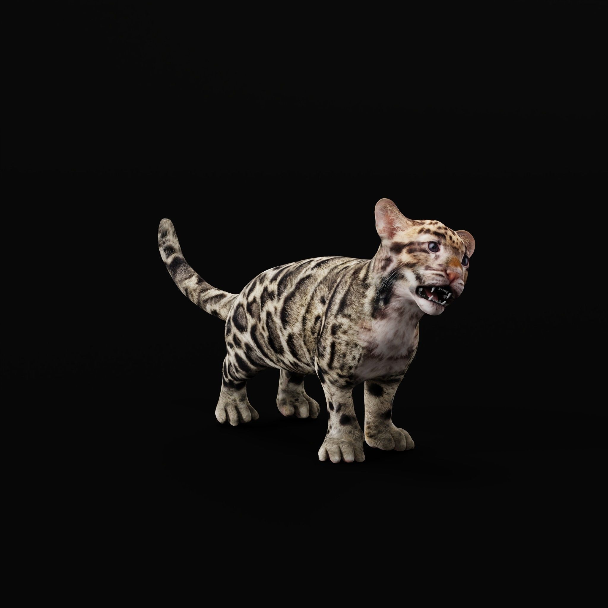 Clouded Leopard Cub Low-poly 3D model_30