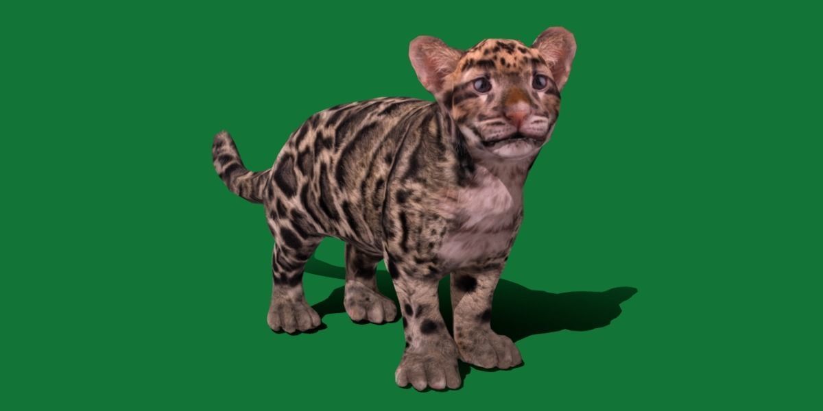 Clouded Leopard Cub Low-poly 3D model_25