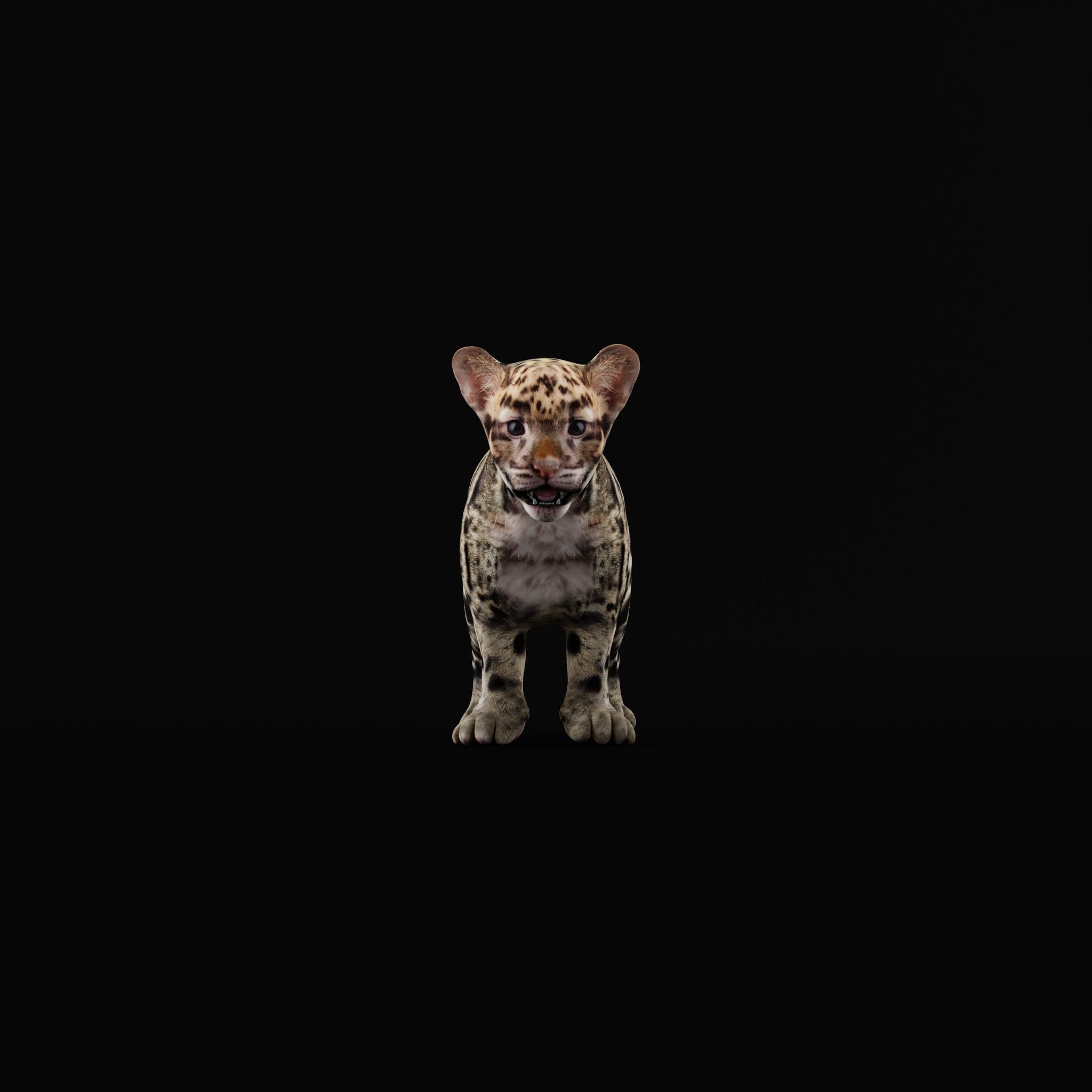Clouded Leopard Cub Low-poly 3D model_27