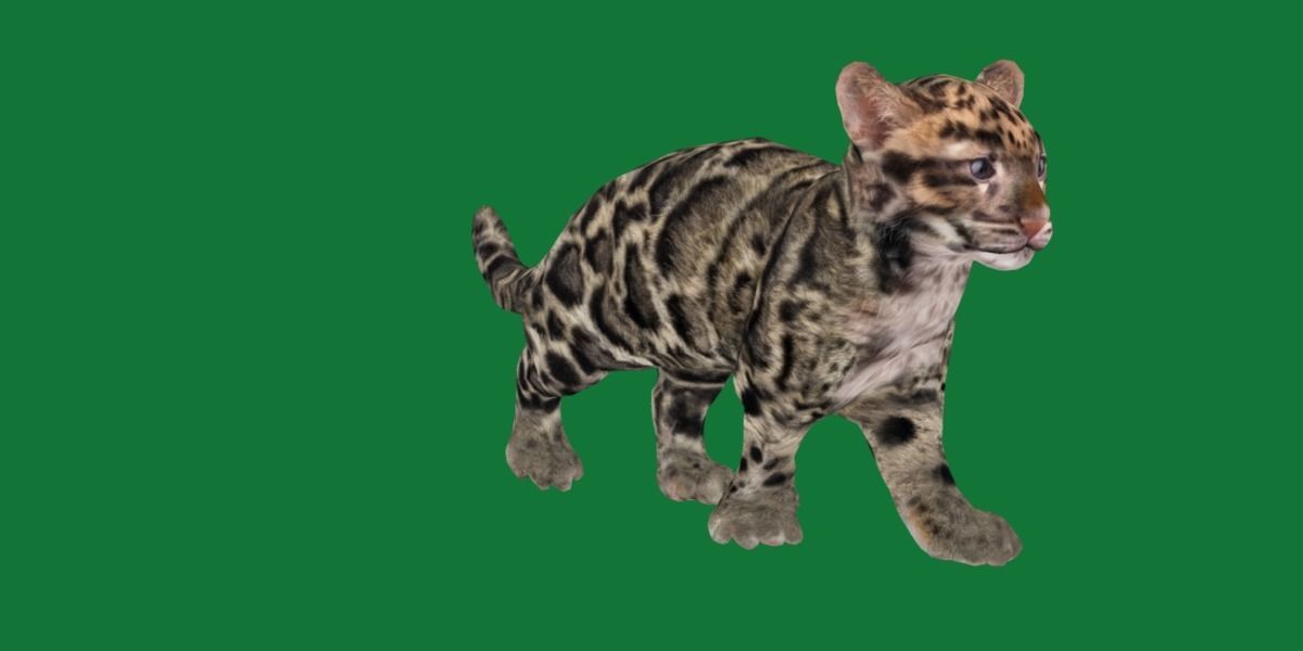 Clouded Leopard Cub Low-poly 3D model_10